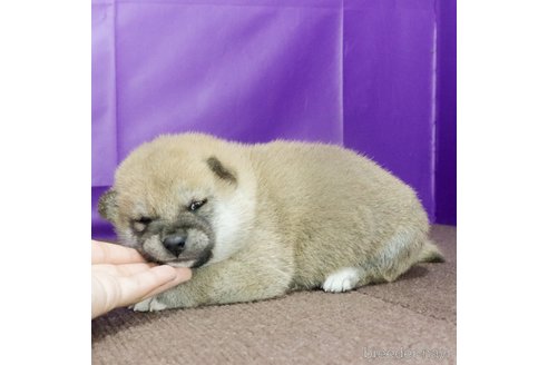 販売中の愛知県の柴犬-348076の4枚目